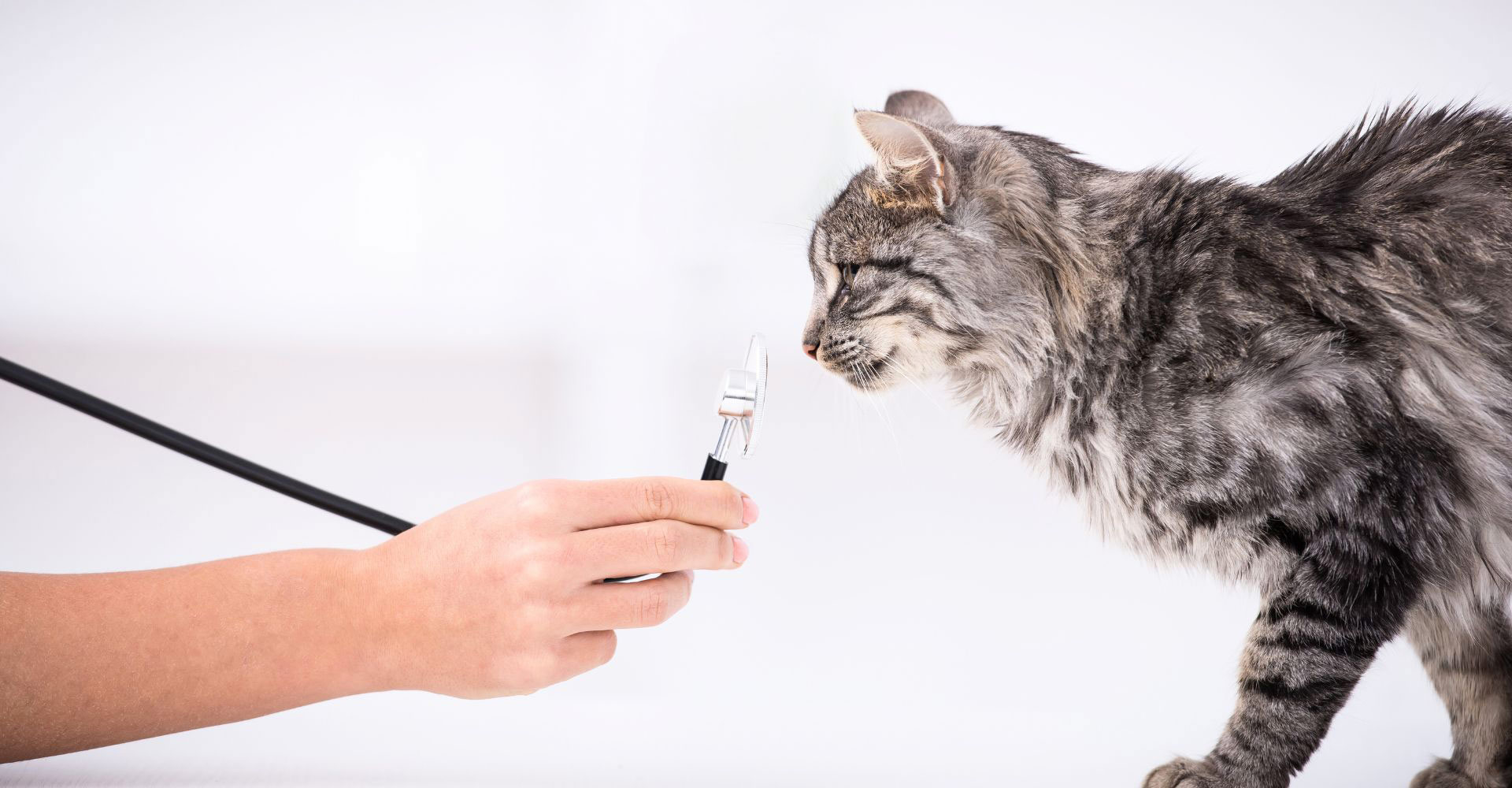 closeup of cat sniffing stethoscope during an exam